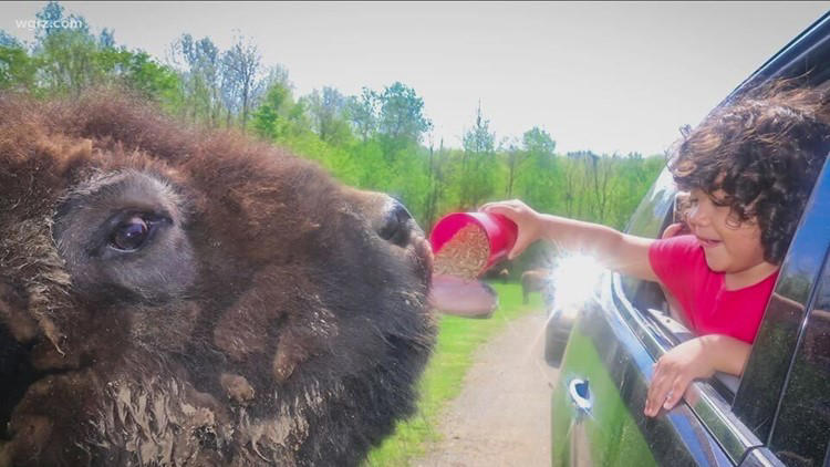 Meet safari animals up close at Hidden Valley