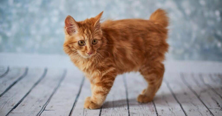 Exploring the Unique World of Bobtail Cats