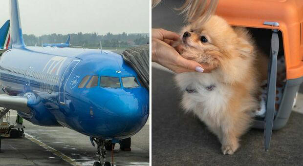 aereo, l'offerta ita airways per viaggiare col proprio animale domestico: «portalo con te». come funziona