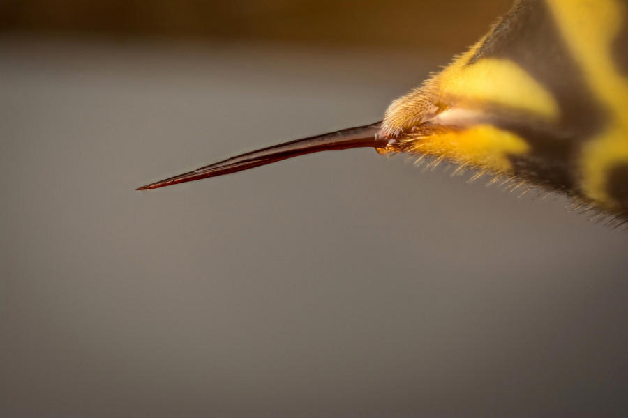 τσίμπημα σφήκας: όσα χρειάζεται να ξέρετε