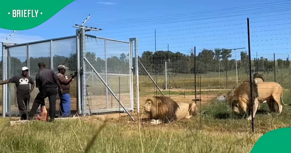 viral video of men feeding lions sparks controversy and amazement online