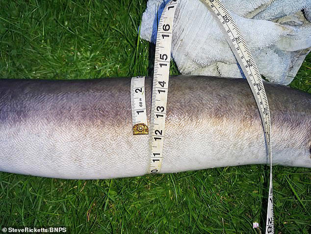 Angler Reels In Britain's Largest Ever Freshwater Eel