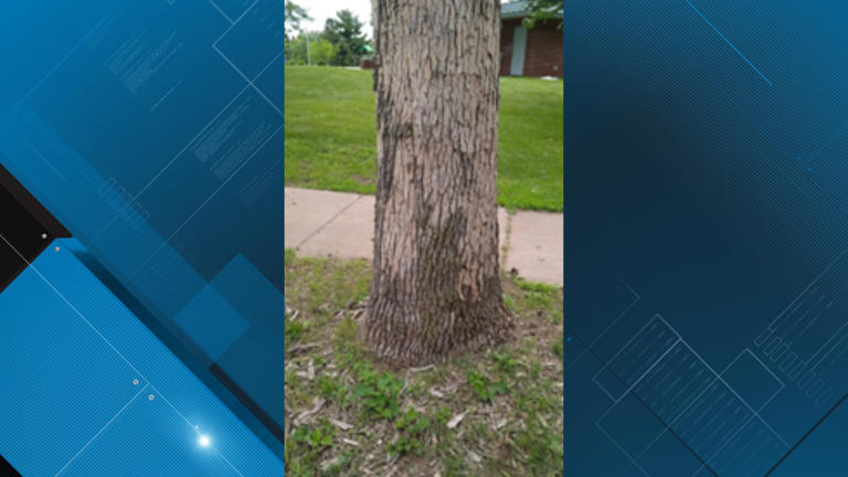 City of Eau Claire to Expedite Removal of Infested Ash Trees