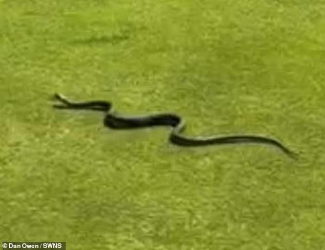 golfer stunned by 3ft-long poisonous snake slithering across the green