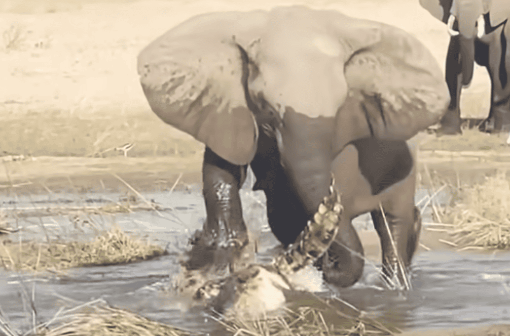 <p>The post <a href="https://www.animalsaroundtheglobe.com/elephant-attacks-crocodile-surprising-the-safari-guests-2-145623/">Elephant Attacks Crocodile Surprising The Safari Guests</a> appeared first on <a href="https://www.animalsaroundtheglobe.com">Animals Around The Globe</a>.</p> <ul>   <li><a href="https://www.animalsaroundtheglobe.com/playful-african-elephants-get-drunk-on-marula-fruit-0-144965/">Playful African Elephants Get Drunk On Marula Fruit</a></li>   <li><a href="https://www.animalsaroundtheglobe.com/baby-elephant-attacks-man-trying-to-film-a-very-important-issue-0-144150/">Baby Elephant Attacks Man Trying To Film A Very Important Issue</a></li>  </ul> <p>Next up in the <a href="https://www.animalsaroundtheglobe.com/animals/">animal</a> kingdom:</p> <p>Thank you for following along with this article – </p> <p>Firstly, the safari-goers, expected a day of wildlife observation. Secondly, they found themselves in the front row of a battle between giants.  Moreover as the safari guests returned with a story etched into their memories, the African wilderness continued its timeless narrative. </p>           Sharks, lions, tigers, as well as all about cats & dogs!           <a href='https://www.msn.com/en-us/channel/source/Animals%20Around%20The%20Globe%20US/sr-vid-ryujycftmyx7d7tmb5trkya28raxe6r56iuty5739ky2rf5d5wws?ocid=anaheim-ntp-following&cvid=1ff21e393be1475a8b3dd9a83a86b8df&ei=10'>           Click here to get to the Animals Around The Globe profile page</a><b> and hit "Follow" to never miss out.</b>