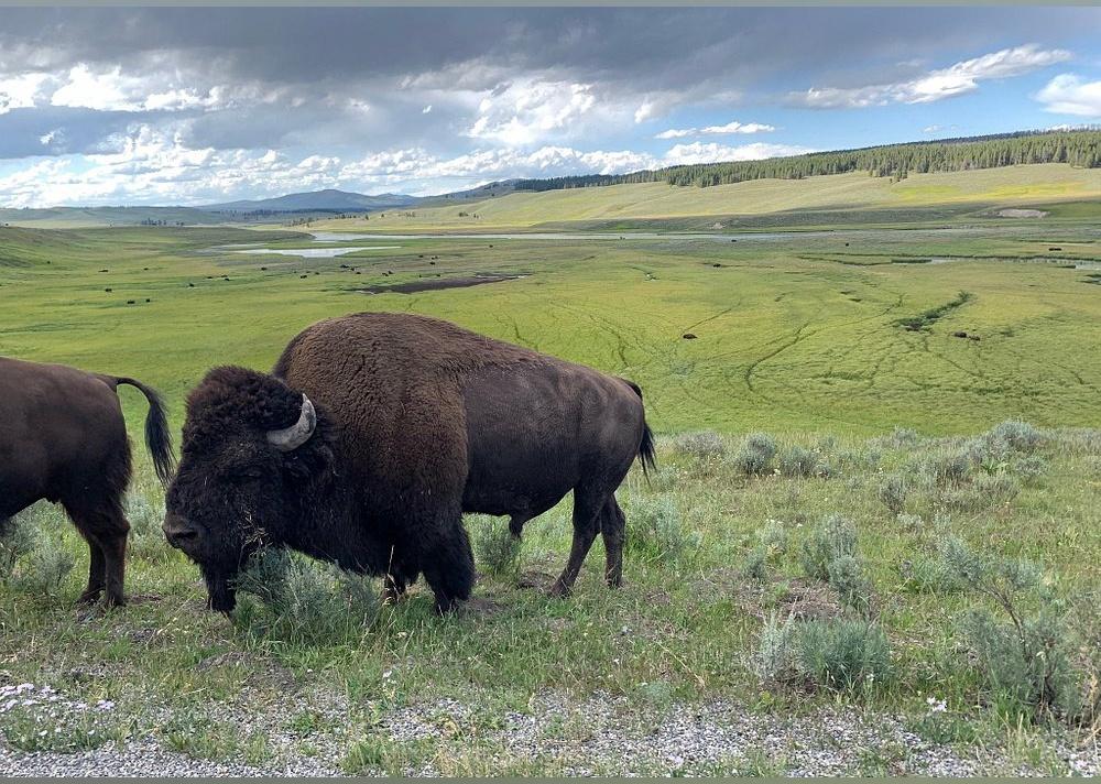 <p>- Rating: 4.5/5 (785 reviews)<br>- <a href="https://www.tripadvisor.com/Attraction_Review-g60999-d146784-Reviews-Grand_Loop_Road-Yellowstone_National_Park_Wyoming.html">Read more on Tripadvisor</a></p>