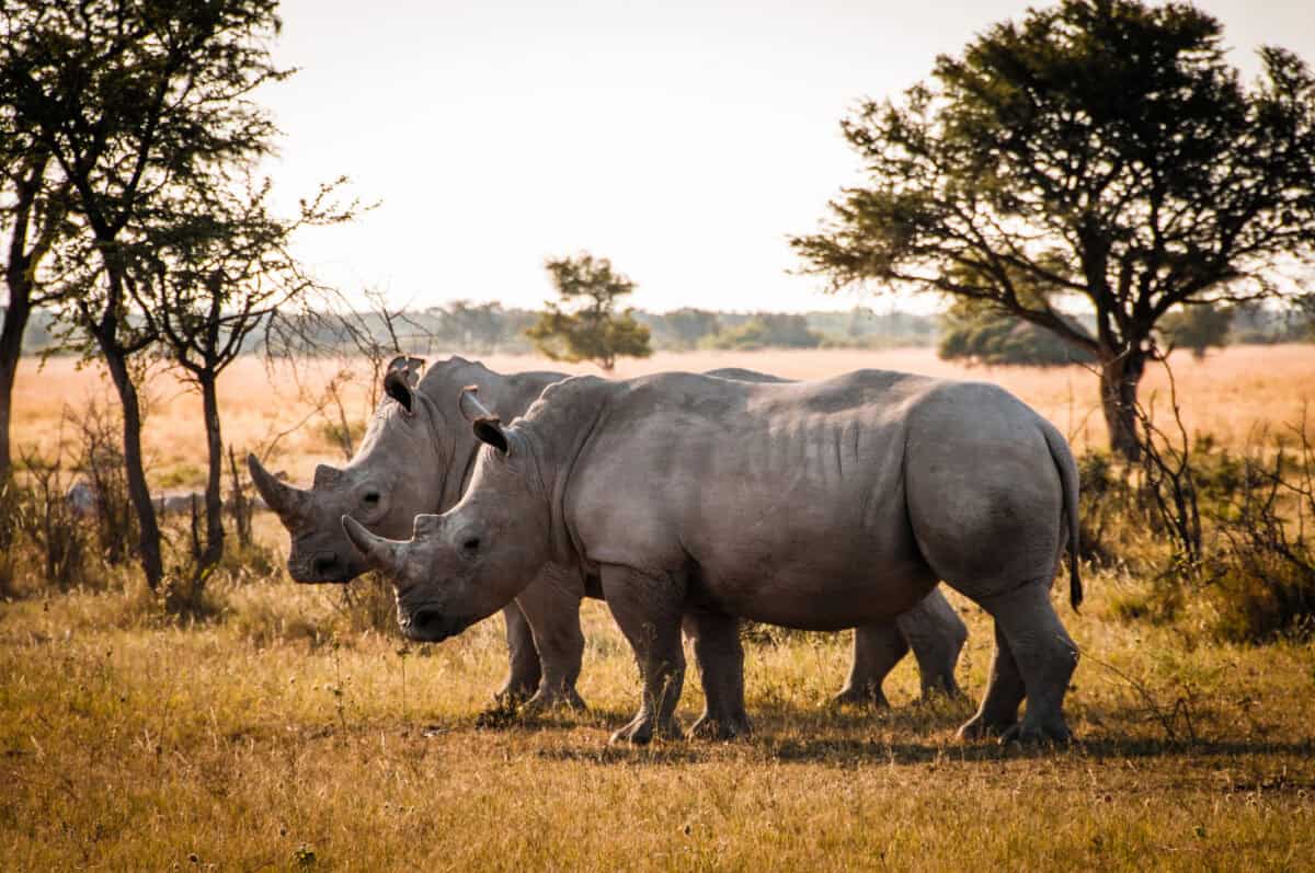 <p>The post <a href="https://www.animalsaroundtheglobe.com/safari-turns-into-high-speed-chase-with-rhino-2-173633/">Rhino Chase on Safari Ends in Jeep Crash in India</a> appeared first on <a href="https://www.animalsaroundtheglobe.com">Animals Around The Globe</a>.</p> <ul>   <li><a href="https://www.animalsaroundtheglobe.com/watch-elephants-try-to-save-rhino-from-lions-4-166912/">Watch What Happens When an Elephant Tries to Save Stuck Rhino from Lions</a></li>   <li><a href="https://www.animalsaroundtheglobe.com/largest-rhino-ever-recorded-1-169299/">Largest Rhino Ever Recorded</a></li>   <li><a href="https://www.animalsaroundtheglobe.com/elephant-and-rhino-fight-3-112727/">Elephant and Rhino Fight Each Other In a Nighttime Duel</a></li>  </ul> <p>Thanks for reading! If you’re keen for more rhino stories, take a look at these:</p>           Sharks, lions, tigers, as well as all about cats & dogs!           <a href='https://www.msn.com/en-us/channel/source/Animals%20Around%20The%20Globe%20US/sr-vid-ryujycftmyx7d7tmb5trkya28raxe6r56iuty5739ky2rf5d5wws?ocid=anaheim-ntp-following&cvid=1ff21e393be1475a8b3dd9a83a86b8df&ei=10'>           Click here to get to the Animals Around The Globe profile page</a><b> and hit "Follow" to never miss out.</b>