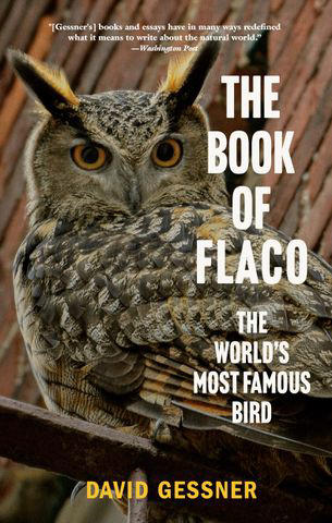calling all flaco fans: a new book on the famous eurasian eagle-owl is perched to fly onto shelves (exclusive)