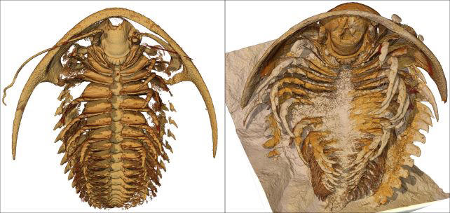 never-before-seen trilobite anatomy preserved by pompeii-like ash in morocco