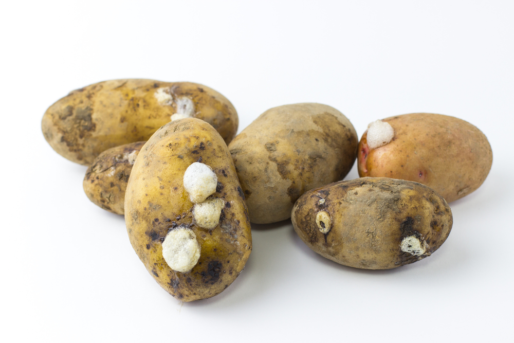 8 Signs A Potato Has Gone Bad