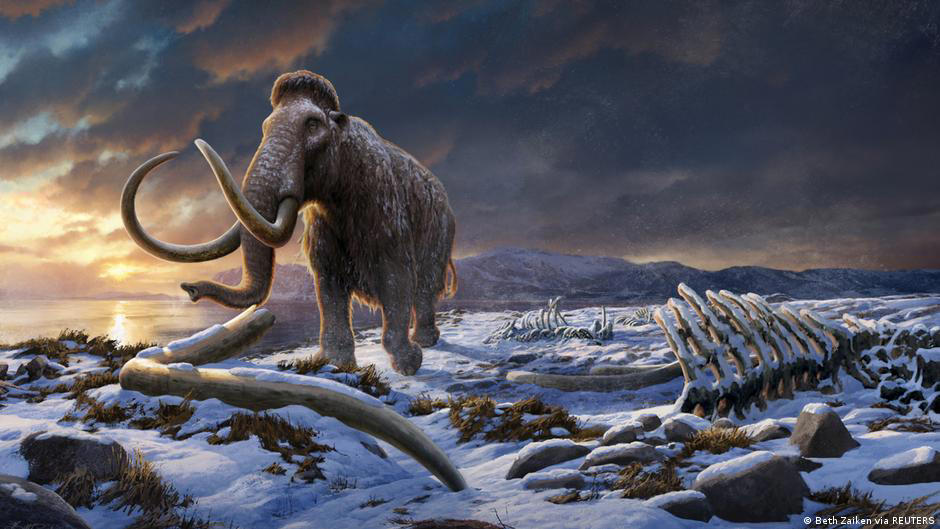 los últimos mamuts lanudos eran endógamos, pero eso no los llevó a su extinción