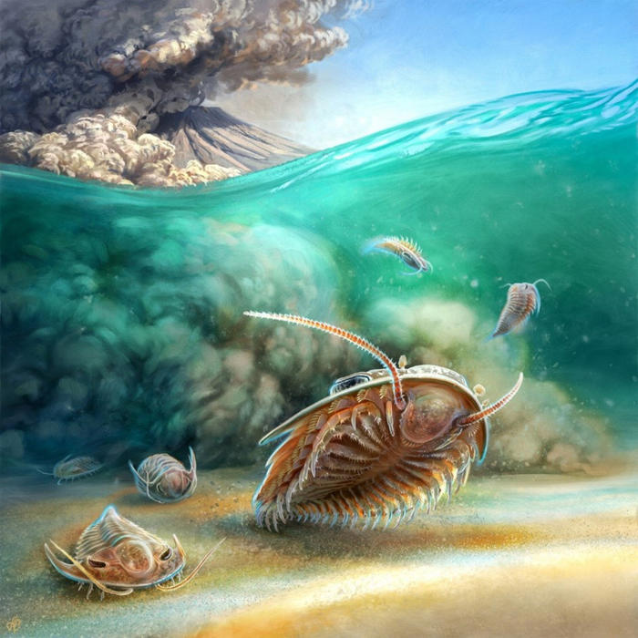 los trilobites mejor conservados surgieron de las cenizas, como si fuera pompeya