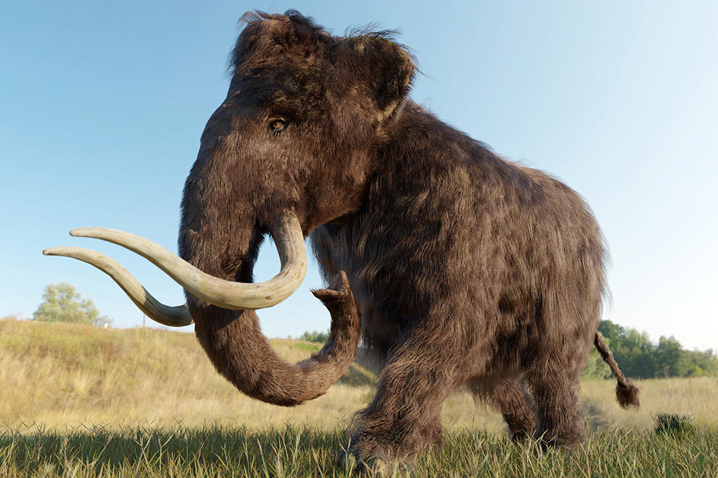 genoma de mamutes mortos há só 4 mil anos joga luz sobre sua extinção