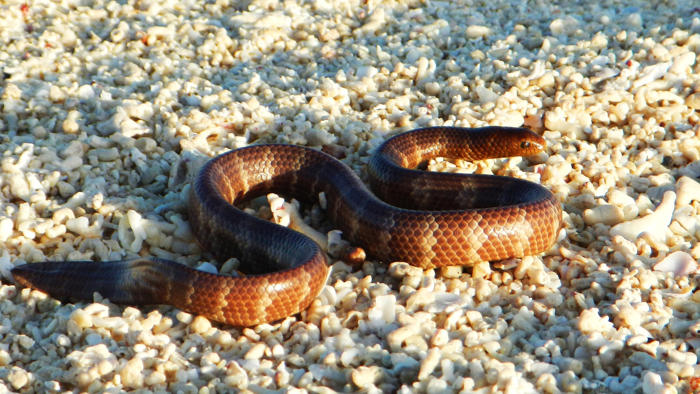woodside gas project triggers call to protect rare sea snake on wa's scott reef