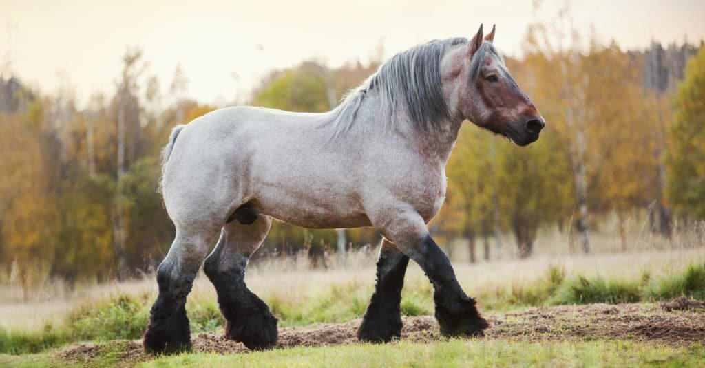 see ‘sampson’ – the largest horse ever recorded