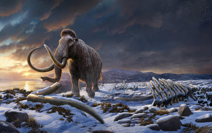 last woolly mammoths were inbred, but that’s not why they became extinct