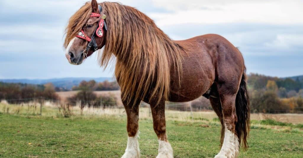 see ‘sampson’ – the largest horse ever recorded