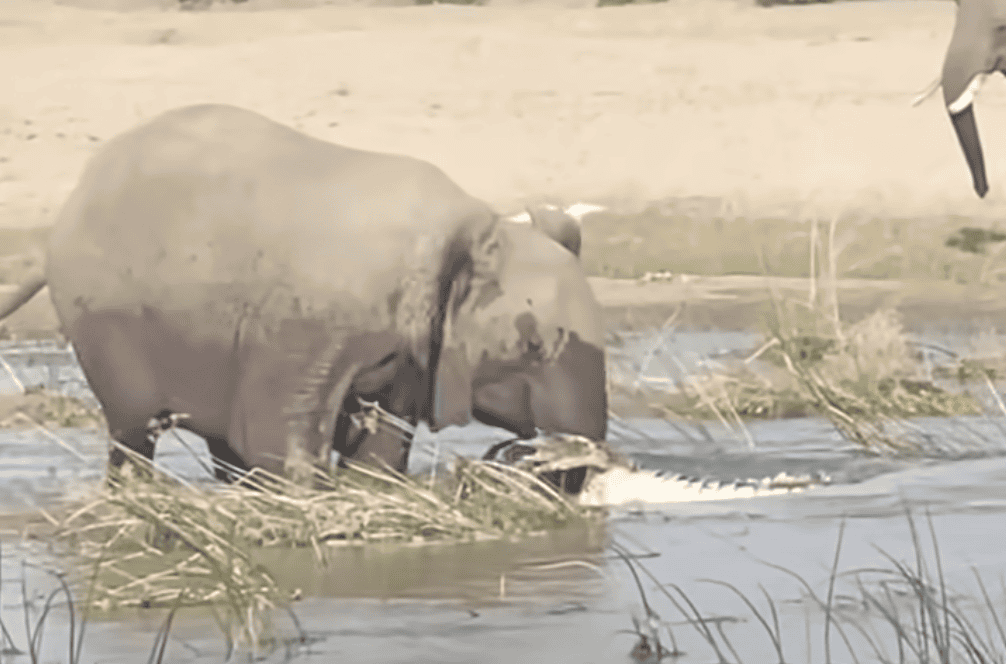 <p>The elephant, clearly lactating, demonstrated an unwavering commitment to safeguarding her calf from any potential threat. The <a href="https://www.animalsaroundtheglobe.com/jacana-dad-rescues-his-chicks-from-a-crocodile/">crocodile</a>, in this instance, had chosen the wrong adversary.</p>           Sharks, lions, tigers, as well as all about cats & dogs!           <a href='https://www.msn.com/en-us/channel/source/Animals%20Around%20The%20Globe%20US/sr-vid-ryujycftmyx7d7tmb5trkya28raxe6r56iuty5739ky2rf5d5wws?ocid=anaheim-ntp-following&cvid=1ff21e393be1475a8b3dd9a83a86b8df&ei=10'>           Click here to get to the Animals Around The Globe profile page</a><b> and hit "Follow" to never miss out.</b>