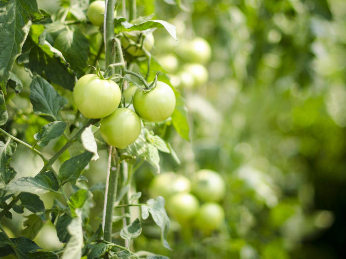 dlaczego pomidory nie dojrzewają i jak je do tego zachęcić? sprawdzone porady dla ogrodników