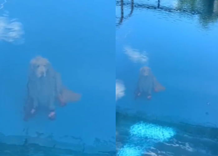 mermaid dog? viewers baffled by dog sitting at bottom of pool 