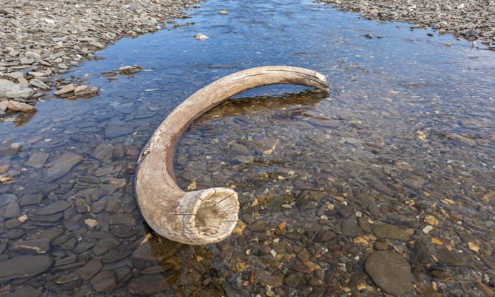 freak event probably killed last woolly mammoths, scientists say