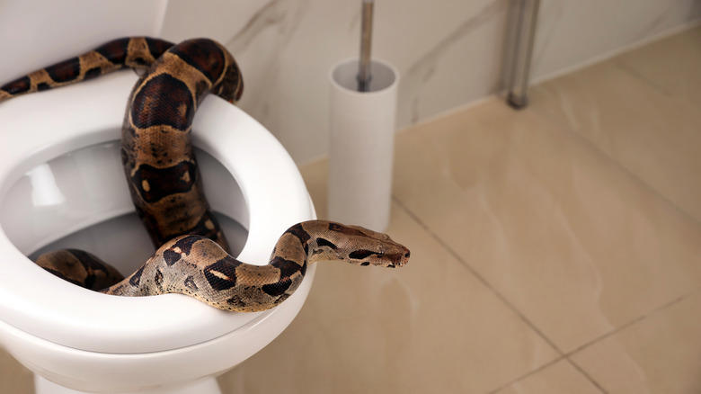 the sneaky way snakes are finding their way into your toilet
