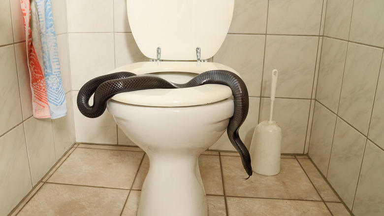 the sneaky way snakes are finding their way into your toilet