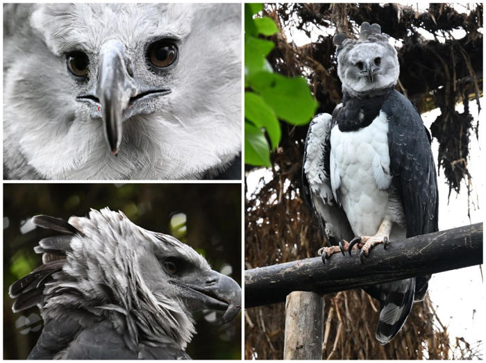 amazon, bioparque la reserva de cota busca preservar al águila arpía en colombia