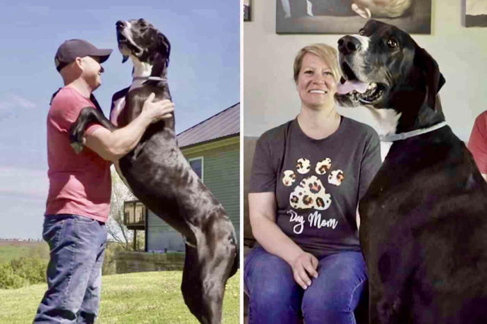 världens högsta hund dör dagar efter att hans rekord blev erkänt