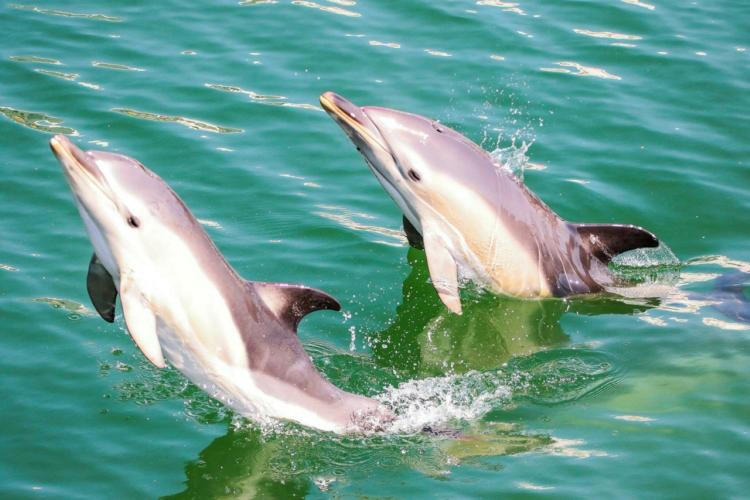« ils ont l’air heureux » : à la rochelle, des dauphins élisent domicile dans le port de plaisance