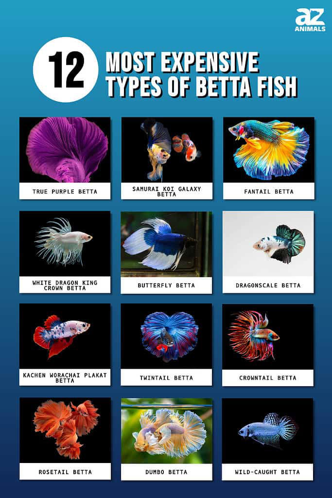 Different orders kinds of betta fish