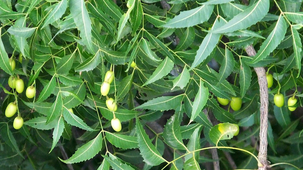 más que un árbol: el neem te brinda sombra, frescura y un hogar libre de insectos, descubre cómo cuidarlo