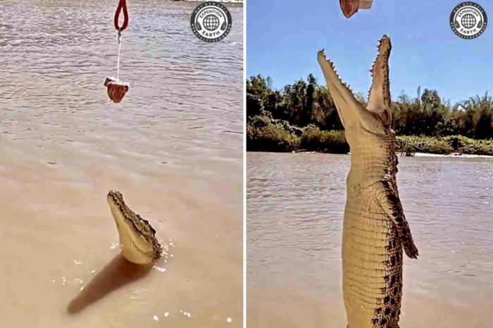 imponerende video viser krokodillens ‘flyvning’ i søket etter en matbit