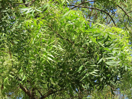 más que un árbol: el neem te brinda sombra, frescura y un hogar libre de insectos, descubre cómo cuidarlo