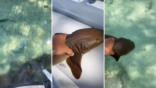fisherman shares sad video after discovering baby shark caught swimming in floating trash: 'how did it get in there?'