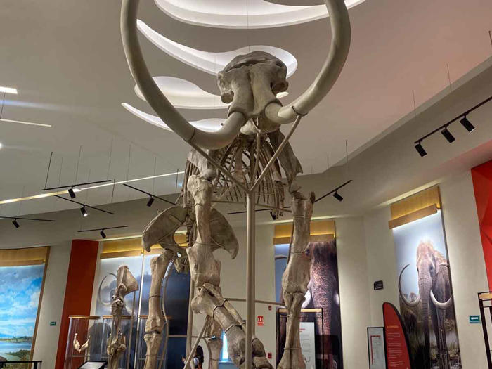 los mamuts que te vigilan en el museo “quinametzin”