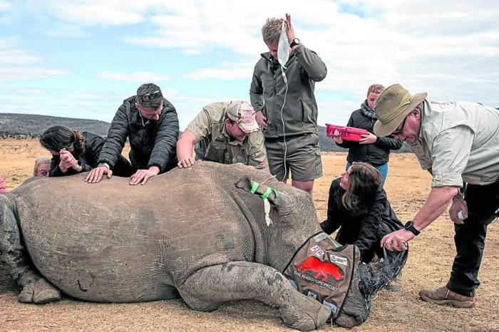 radioactive rhino horns to help curb poaching