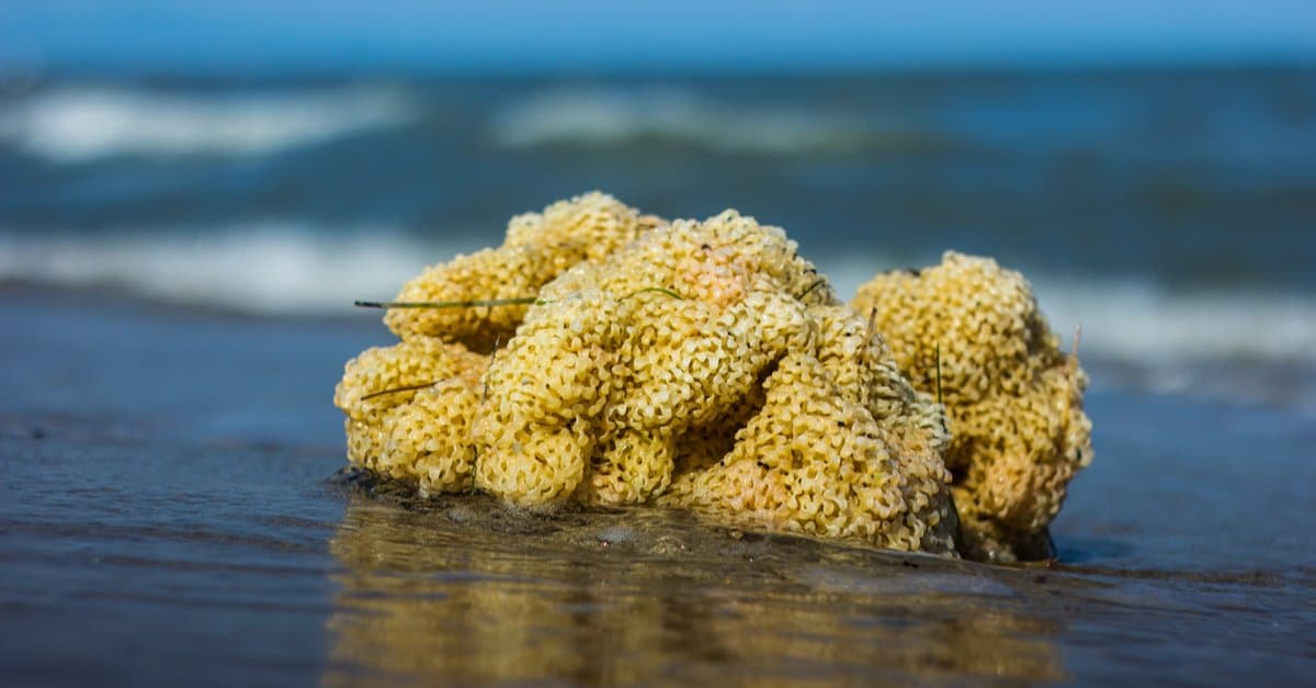 5. Sea Sponges