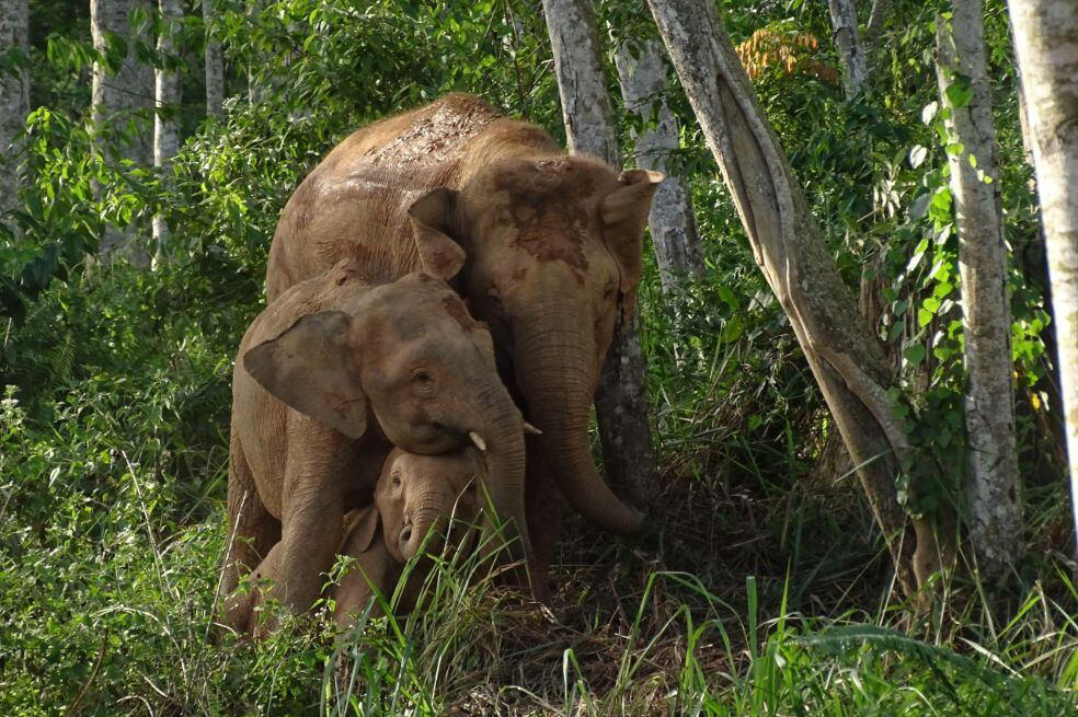 el elefante más pequeño del mundo está oficialmente en peligro de extinción