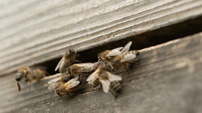 how bees could help war-hit families in ukraine