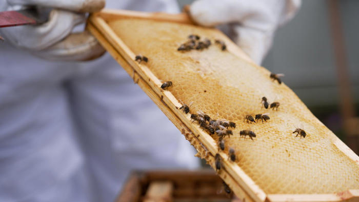 how bees could help war-hit families in ukraine