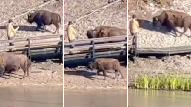 bystander captures concerning video of tourist's life-risking behavior near bison herd: 'yet another foolish act'