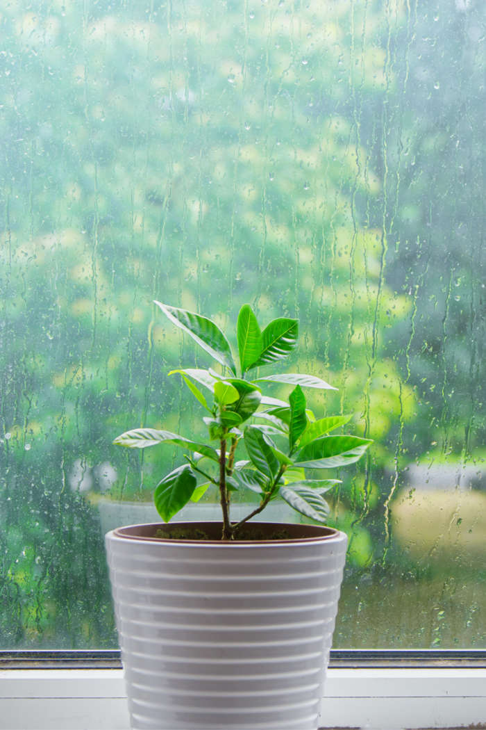 ¿cómo cuidar las plantas de las lluvias? tips especiales para mantenerlas a salvo