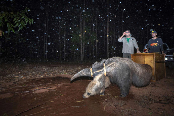 estas imágenes de animales son las ganadoras del premio de fotografía medioambiental