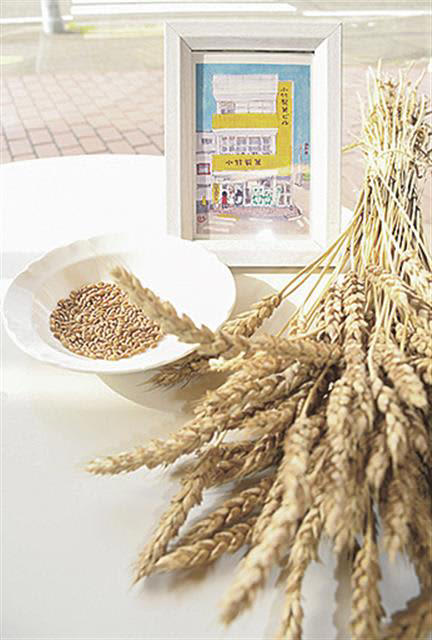 上越産小麦を収穫 小竹製菓で１１月ごろ商品化予定 柿崎区下小野