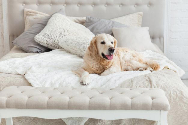 esta es la razón por la que los perros rascan la cama, según psicóloga canina