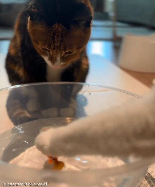 톡톡 건드리던 물고기가 멈춰버리자 충격받은 고양이 '내가 설마..?'