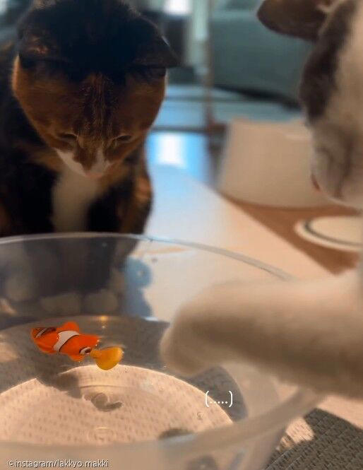 톡톡 건드리던 물고기가 멈춰버리자 충격받은 고양이 '내가 설마..?'