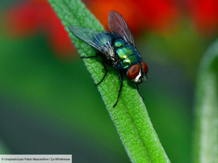 voici les plantes anti-mouches les plus efficaces
