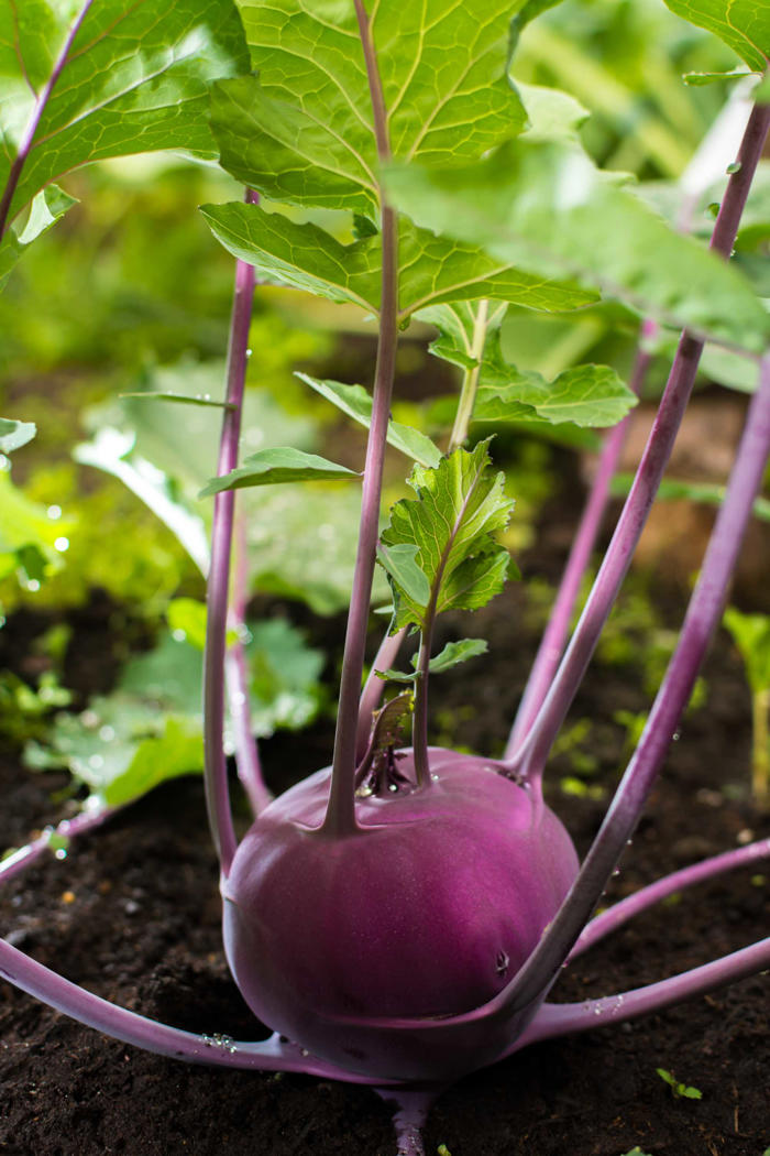 microsoft, how kohlrabi can boost your health: tips from nutrition professionals